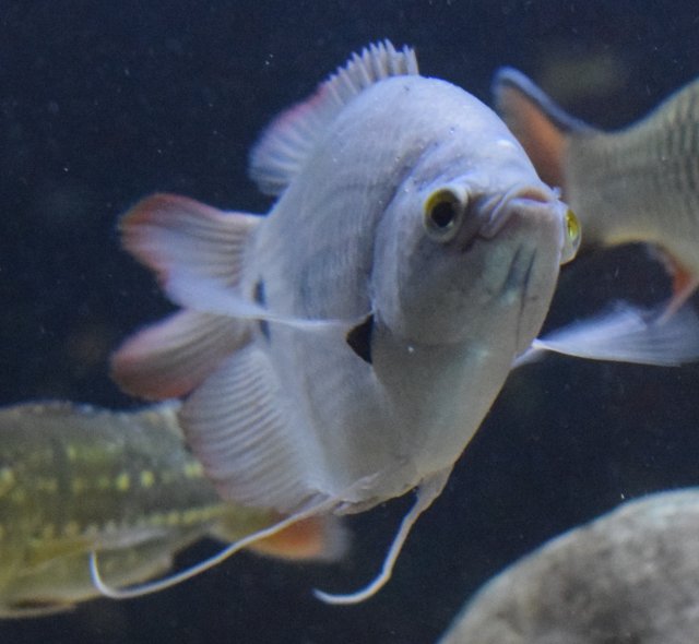giant gourami 1 (dslr camera) 11:26:17.JPG.JPG giant gourami 1 (dslr camera) 11:26:17.JPG.JPG