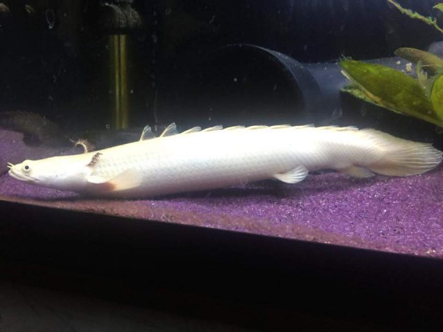 23559621_1917961968221946_2405245313956081151_n.jpg 23559621_1917961968221946_2405245313956081151_n.jpg