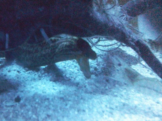 polyura vs shrimp.jpg polyura vs shrimp.jpg