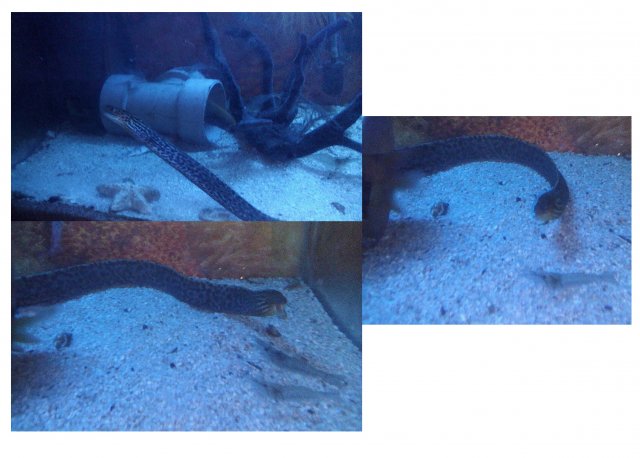 polyura hunting shrimp.jpg polyura hunting shrimp.jpg