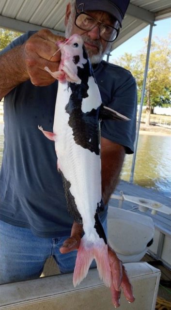 Piebald channel catfish Clearance
