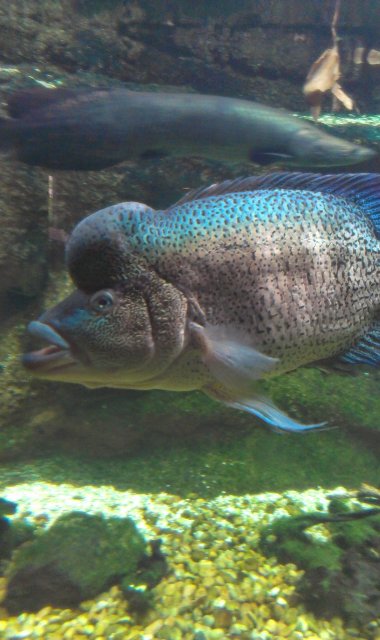 IMAG0515.jpg
