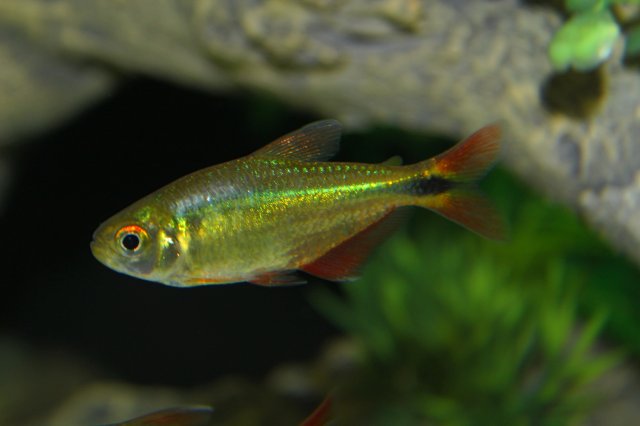 Tetra 1.jpg Tetra 1.jpg