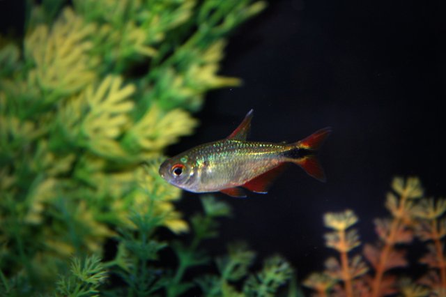 Tetra 2.jpg Tetra 2.jpg
