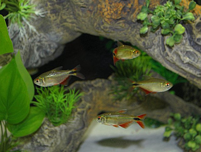 Tetra 3.jpg Tetra 3.jpg