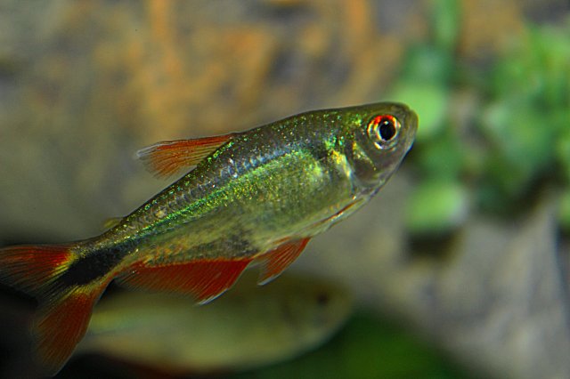 Tetra 4.jpg Tetra 4.jpg