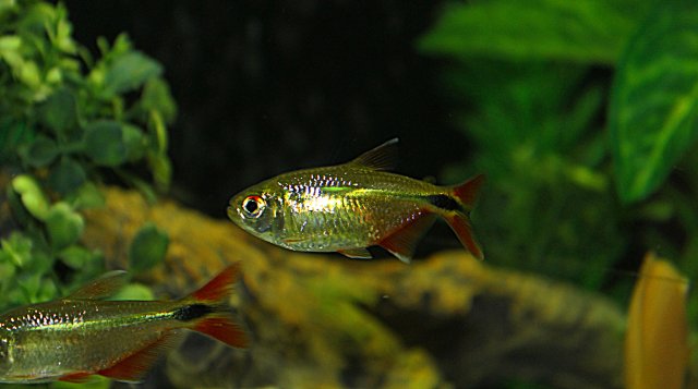 Tetra 6.jpg