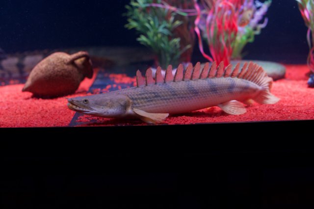 ABS_3049.jpg