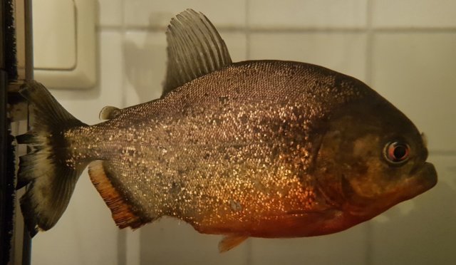 20171231_172540_bert.jpg