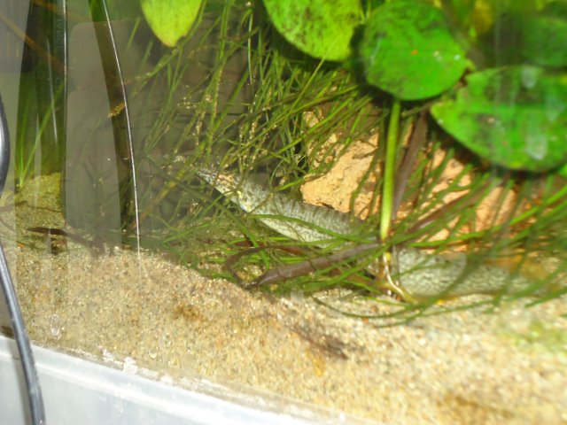 DSC00520.JPG