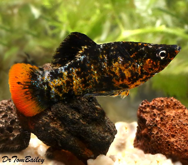 orangetail_molly_male_140403a2_w0640.jpg orangetail_molly_male_140403a2_w0640.jpg