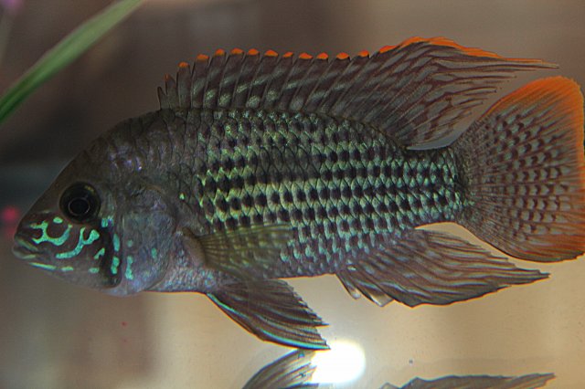 Terrot post treatment2.jpg