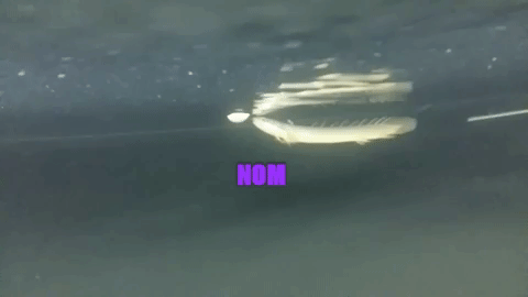 giphy.gif
