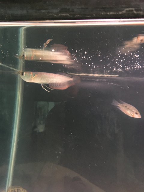 F0F143AF-FFFE-4D2A-BF60-A3A41D11C030.jpeg F0F143AF-FFFE-4D2A-BF60-A3A41D11C030.jpeg