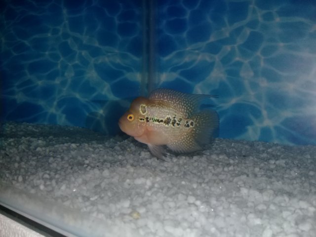 Types Of Baby Flowerhorn Fish