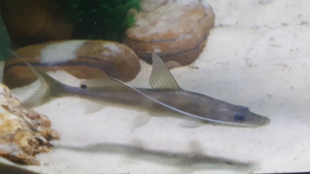 098CATFISH.jpg