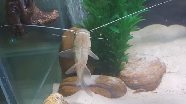099CATFISH.jpg