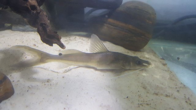 101CATFISH.jpg