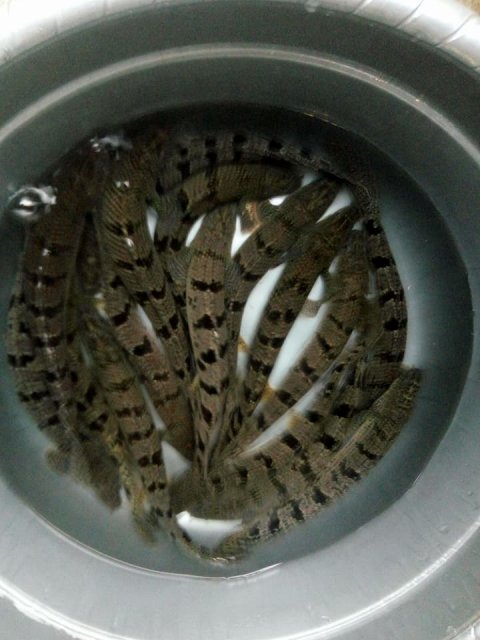 17-18cm..jpg