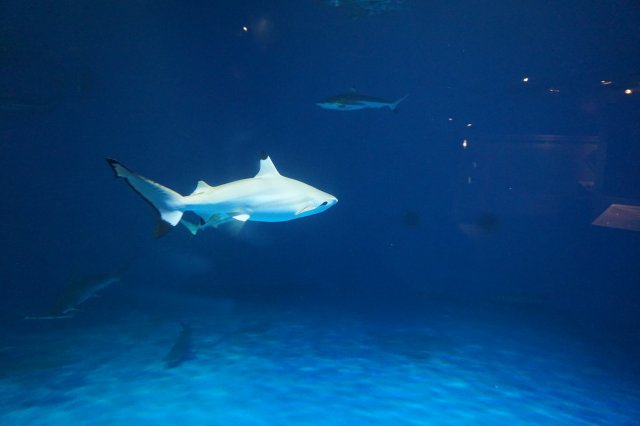 DSC07258.jpg