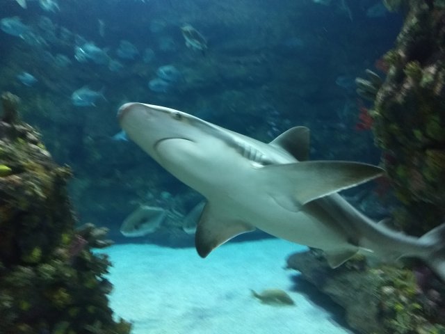 IMG_20170911_153748576.jpg