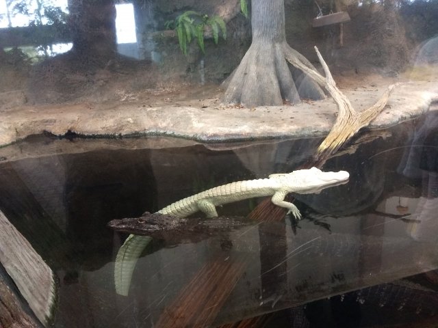 IMG_20170911_125124893.jpg