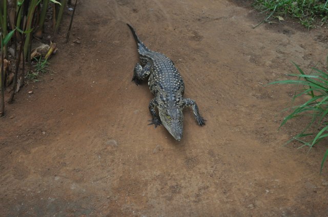 DSC_0039.JPG