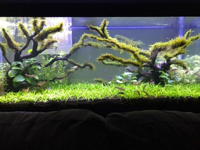 EAF555D1-8F2E-468D-9921-82A83C14658E.jpeg EAF555D1-8F2E-468D-9921-82A83C14658E.jpeg