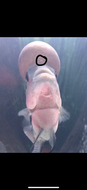 26994957_396702064084747_410618301_n.jpg