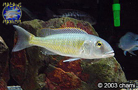 Buccochromis_lepturus_m.jpg