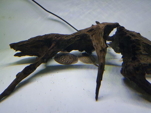 20180120_204033.jpg 20180120_204033.jpg