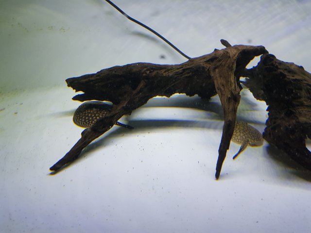 20180120_203950.jpg 20180120_203950.jpg