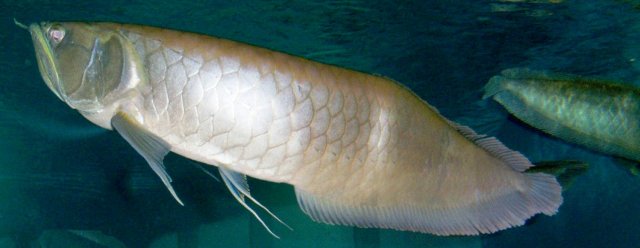 Arowana Feb 2015  3.JPG