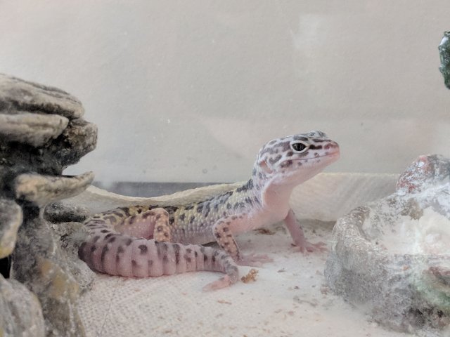 IMG_20180101_150630.jpg IMG_20180101_150630.jpg