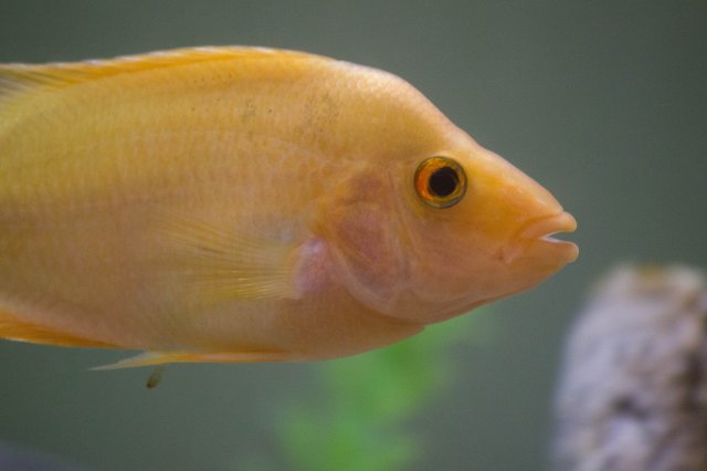 fish-1.jpg