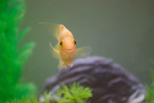 fish-1-2.jpg fish-1-2.jpg