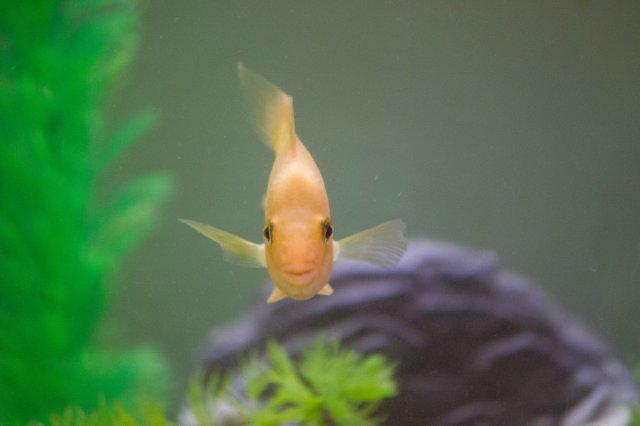 fish-1-3.jpg fish-1-3.jpg