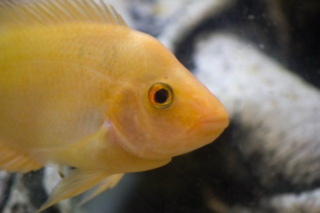 fish-1-5.jpg fish-1-5.jpg