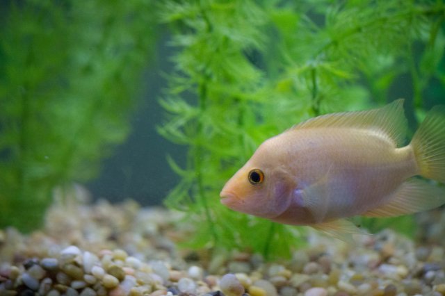 fish-1-6.jpg fish-1-6.jpg