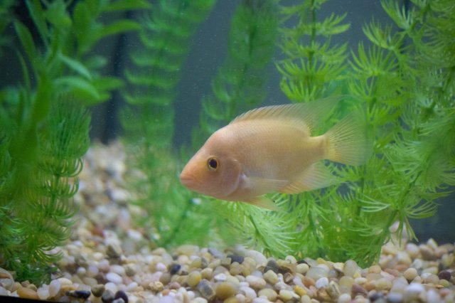fish-1-7.jpg fish-1-7.jpg