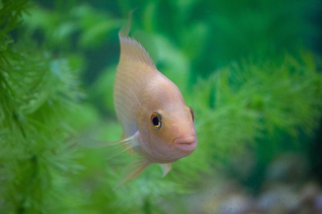 fish-1-9.jpg fish-1-9.jpg