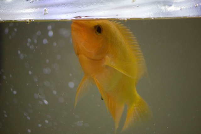 cichlid-1.jpg cichlid-1.jpg