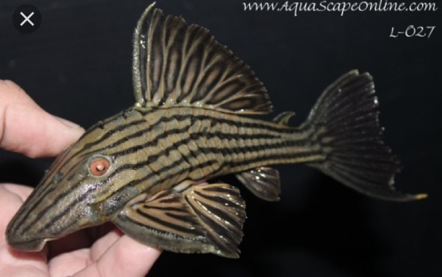 世界　(hervest moon × igdrasill) from pleco L368 Moon Pleco For Sale Online