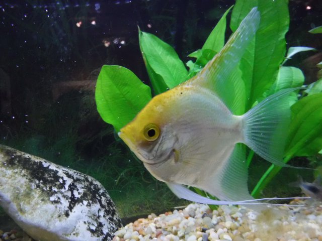 DSCF2038.jpg