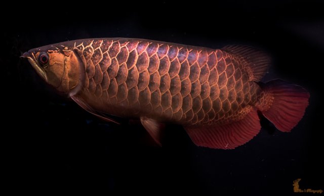 PM0_8938.jpg PM0_8938.jpg