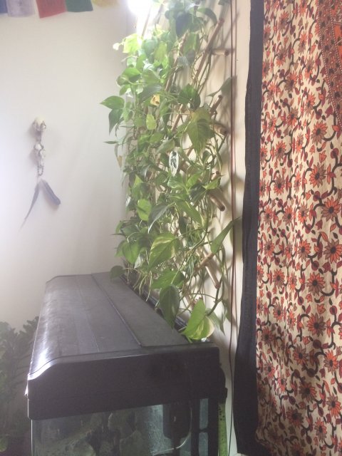 3E933F38-52EE-43B9-9DF1-B071685D8B4B.jpeg 3E933F38-52EE-43B9-9DF1-B071685D8B4B.jpeg