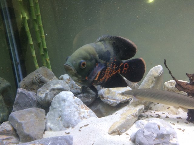 2ABECB07-5E9C-422F-8D37-75F0376BFEB8.jpeg 2ABECB07-5E9C-422F-8D37-75F0376BFEB8.jpeg