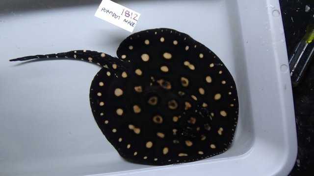 DSC00784.JPG DSC00784.JPG