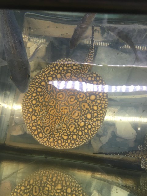 IMG_4588.jpg IMG_4588.jpg