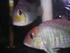 red head tapajos.jpg